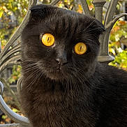 Poncho a rejoint le concours — aidez-le/la à gagner de superbes lots ! cat, scottish_fold, black_cat, yellow_eyes, animal, pet, outdoor, fence, ironwork, autumn, leaves, nature, portrait, fur, whiskers, cute, curious, sitting, closeup, daylight