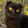 cat, scottish_fold, black_cat, yellow_eyes, animal, pet, outdoor, fence, ironwork, autumn, leaves, nature, portrait, fur, whiskers, cute, curious, sitting, closeup, daylight