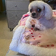 Zen joined the competition — help win amazing prizes! dog, small_dog, white_dog, blanket, pink_blanket, candy_cane_pattern, gingerbread_pattern, bedroom, furniture, drawer, decorative_drawer, indoor, pet, cute, curious, cozy, fur, animal, looking, resting