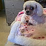 dog, small_dog, white_dog, blanket, pink_blanket, candy_cane_pattern, gingerbread_pattern, bedroom, furniture, drawer, decorative_drawer, indoor, pet, cute, curious, cozy, fur, animal, looking, resting