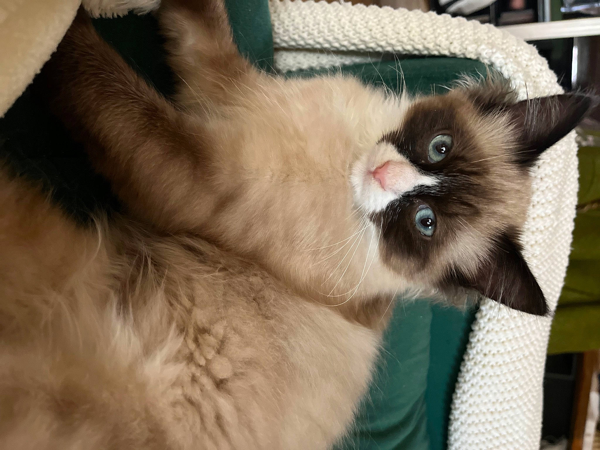 Romy participe au concours pour gagner de l'argent avec cette photo : balinese, carnivore, cat, claw, fawn, felidae, fur, iris, paw, siamese, small_to_medium_sized_cats, snout, terrestrial_animal, thai, tonkinese, whiskers