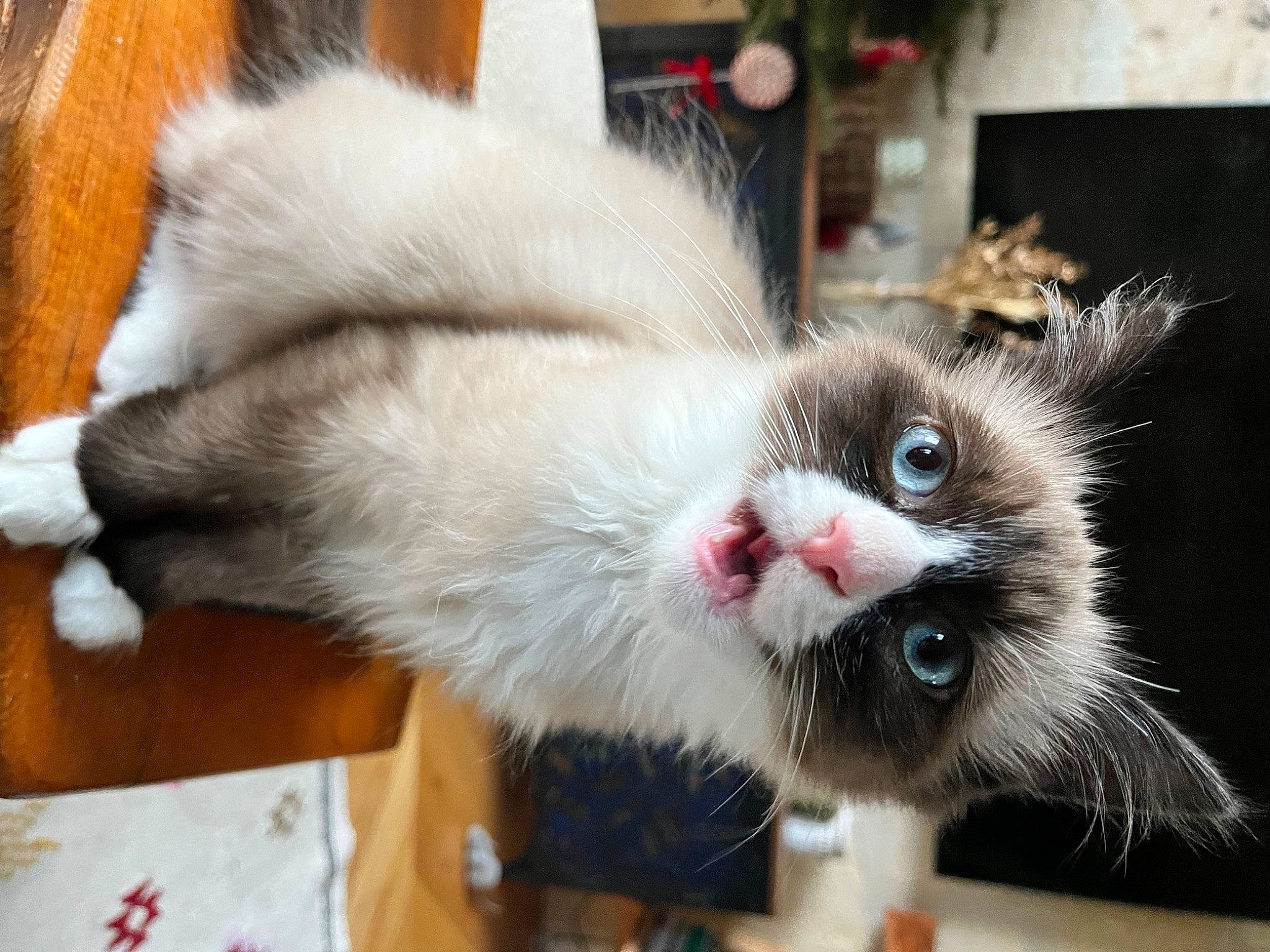 Romy a rejoint le concours — aidez-le/la à gagner de superbes lots ! box, cardboard, carnivore, cat, cat_supply, claw, companion_dog, domestic_short_haired_cat, fang, fawn, felidae, fur, paw, small_to_medium_sized_cats, snout, tail, whiskers