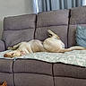 Addy is registered to the contest to win money with this photo: dog, sleeping, couch, blanket, pillow, indoor, living_room, relaxed, pet, canine, furniture, resting, home, cozy, light_colored, fur, domestic_animal, comfort, peaceful, quiet