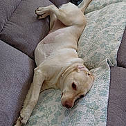 Addy joined the competition — help win amazing prizes! dog, labrador, couch, quilt, floral_pattern, relaxed, lying_down, indoors, canine, pet, nap_time, cozy, light_fur, resting, furniture, home, comfort, animal, domestic, lazy
