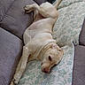 dog, labrador, couch, quilt, floral_pattern, relaxed, lying_down, indoors, canine, pet, nap_time, cozy, light_fur, resting, furniture, home, comfort, animal, domestic, lazy