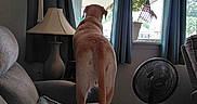 Addy joined the competition — help win amazing prizes! american_flag, back_view, canine, couch, curtains, daylight, dog, fan, furniture, hanging_plant, home_decor, indoor, lamp, living_room, pet, pillow, plant, quilt, relaxation, window
