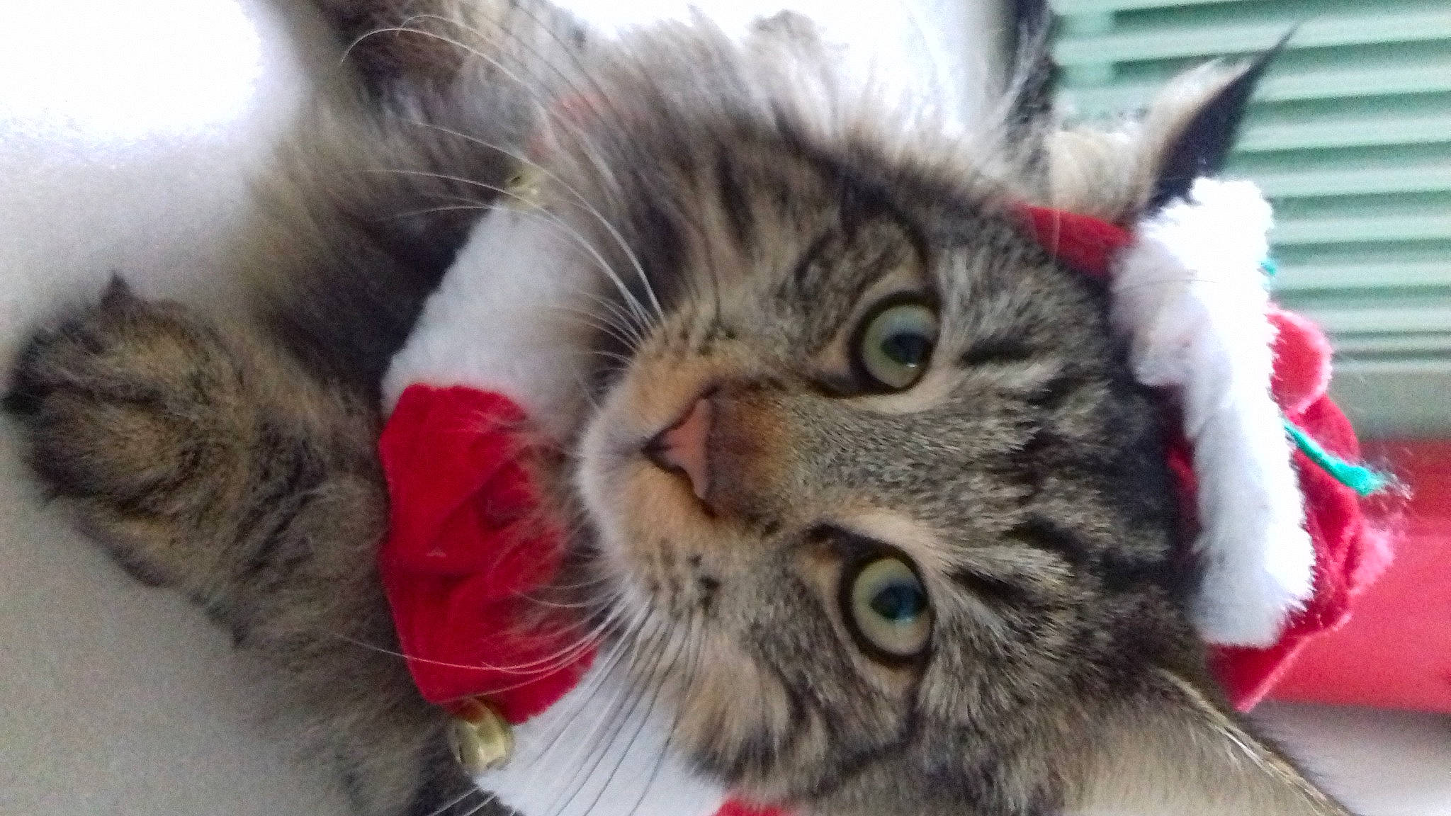 Ravel participe au concours pour gagner de l'argent avec cette photo : carnivore, cat, claw, comfort, domestic_short_haired_cat, ear, event, felidae, fur, nap, paw, small_to_medium_sized_cats, snout, terrestrial_animal, whiskers