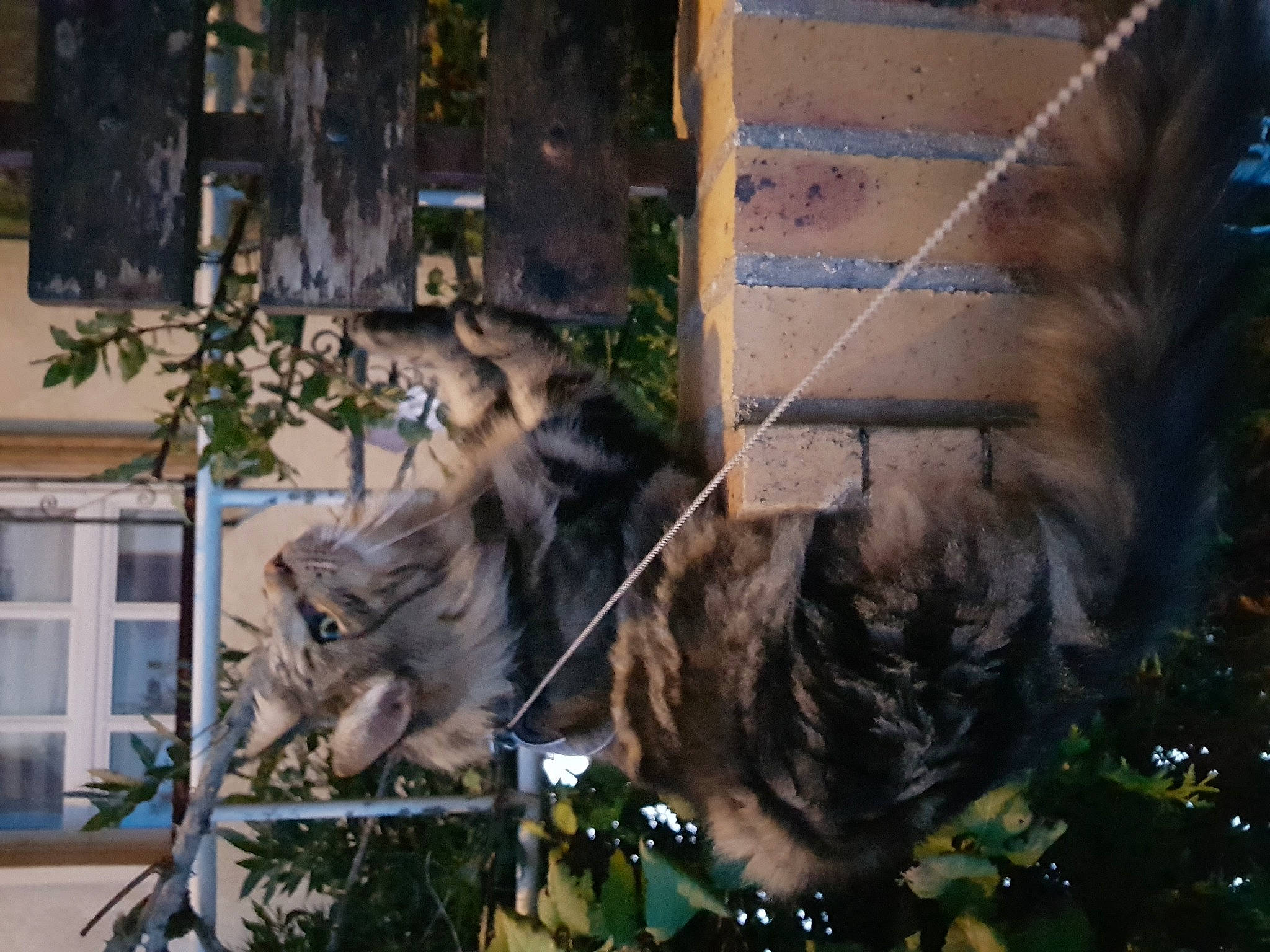 Ravel a rejoint le concours — aidez-le/la à gagner de superbes lots ! art, big_cats, building, carnivore, facade, felidae, fur, metal, plant, reflection, small_to_medium_sized_cats, snout, tail, terrestrial_animal, tree, trunk, twig, whiskers, wildlife, window