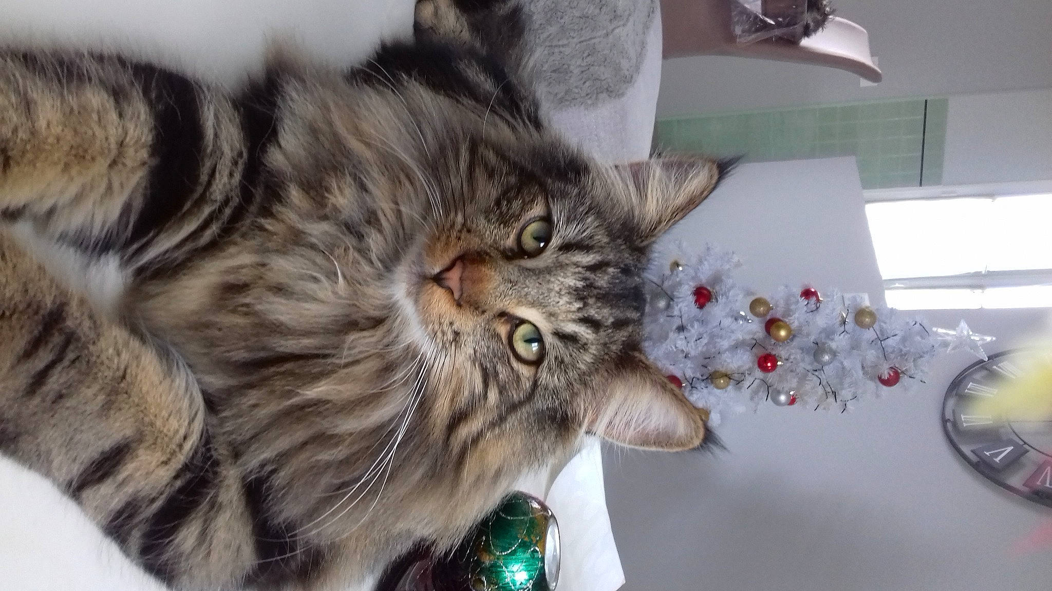 Ravel a rejoint le concours — aidez-le/la à gagner de superbes lots ! carnivore, cat, claw, domestic_short_haired_cat, ear, event, felidae, fur, maine_coon, paw, small_to_medium_sized_cats, snout, terrestrial_animal, tree, whiskers