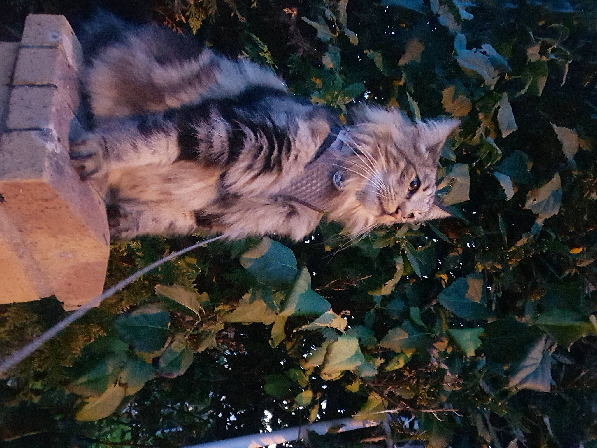 Ravel a rejoint le concours — aidez-le/la à gagner de superbes lots ! big_cats, camouflage, carnivore, cat, domestic_short_haired_cat, fawn, felidae, fur, grass, groundcover, leaf, organism, plant, small_to_medium_sized_cats, sunlight, tail, terrestrial_animal, tree, twig, whiskers