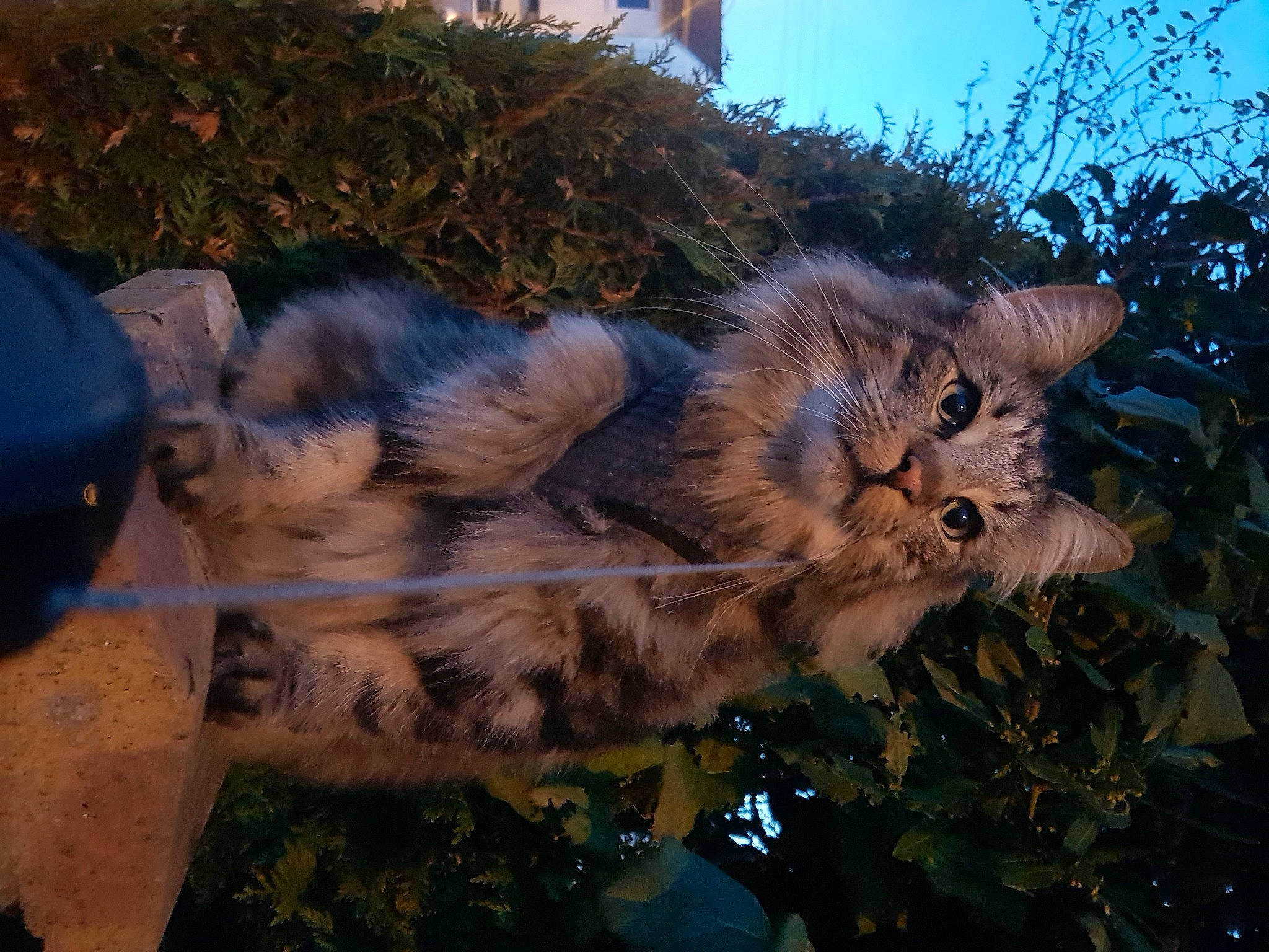 Ravel participe au concours pour gagner de l'argent avec cette photo : carnivore, cat, claw, domestic_short_haired_cat, fawn, felidae, fur, grass, maine_coon, paw, plant, shadow, sky, small_to_medium_sized_cats, tail, terrestrial_animal, tree, whiskers, wildlife, wood