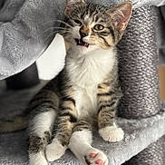 Sally a rejoint le concours — aidez-le/la à gagner de superbes lots ! animal, cat, cat_tree, claws, close_up, cute, ears, feline, gray, indoor, kitten, paw_pads, pet, playful, relaxed, soft_texture, tabby, whiskers, white_paws, young_cat