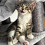 animal, cat, cat_tree, claws, close_up, cute, ears, feline, gray, indoor, kitten, paw_pads, pet, playful, relaxed, soft_texture, tabby, whiskers, white_paws, young_cat