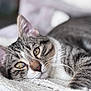 Sally a rejoint le concours — aidez-le/la à gagner de superbes lots ! animal, blanket, cat, close_up, cozy, cute, domestic_cat, feline, fur, green_eyes, indoor, lying_down, mammal, pet, relaxed, resting, sleepy, soft_texture, tabby, whiskers