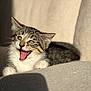 animal, beige, cat, couch, cute, feline, fur, indoor, kitten, mouth_open, paw, pet, playful, relaxed, shadow, sunlight, tabby, texture, tongue, young