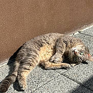 Soma a rejoint le concours — aidez-le/la à gagner de superbes lots ! animal, brown_wall, cat, closeup, curious, daylight, feline, fur, gray_cat, green_eyes, lounging, outdoor, paw, pet, relaxed, shadow, stone_floor, sunlight, texture, whiskers