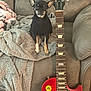 dog, small_dog, black_dog, tan_dog, guitar, electric_guitar, les_paul, gibson, couch, blanket, gray_blanket, pink_blanket, cozy, indoor, pet, musical_instrument, string_instrument, furniture, relaxation, casual