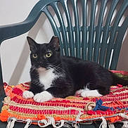 Yuki participe au concours pour gagner de l'argent avec cette photo : cat, tuxedo_cat, black_cat, white_chest, white_paws, pet, animal, sitting, lying_down, indoors, chair, plastic_chair, blanket, woven_blanket, colorful, textile, yellow_eyes, whiskers, portrait, home