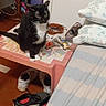 Yuki participe au concours pour gagner de l'argent avec cette photo : cat, tuxedo_cat, black_and_white, pet, animal, sitting, indoors, bedroom, pink_table, table, bed, pillows, blanket, shoes, clutter, home, whiskers, looking_at_camera, furniture, casual_photo