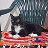 Yuki participe au concours pour gagner de l'argent avec cette photo : cat, tuxedo_cat, black_and_white, pet, animal, feline, whiskers, green_eyes, sitting, lounging, indoors, chair, plastic_chair, blanket, woven_blanket, colorful, home, portrait, looking_at_camera, relaxed