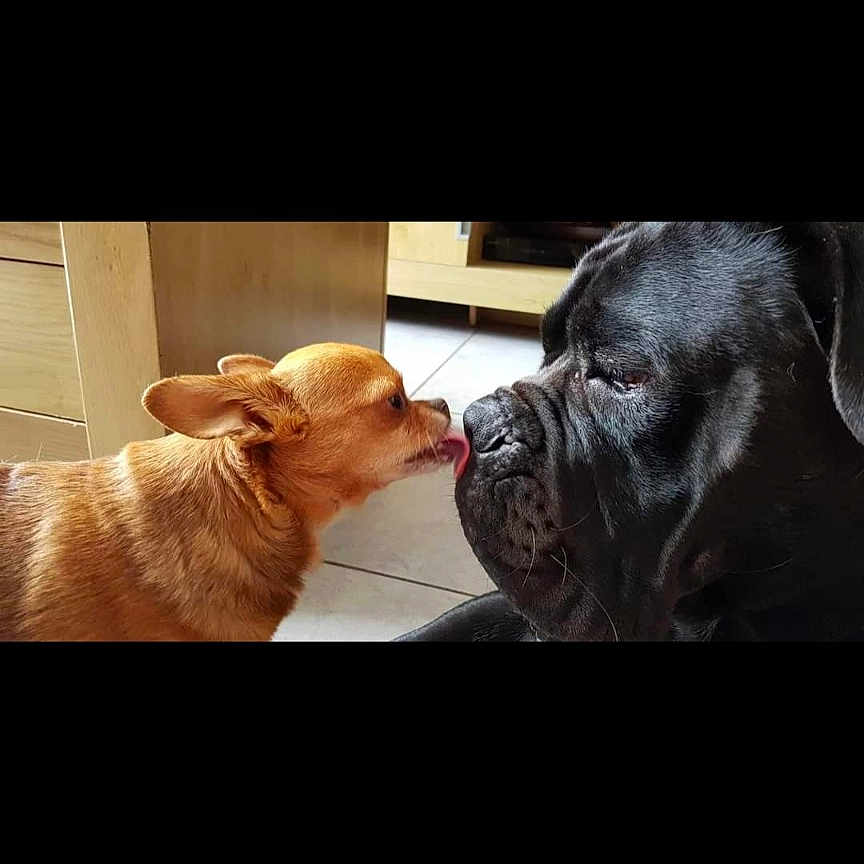 Kono a rejoint le concours — aidez-le/la à gagner de superbes lots ! animal, bodypart, boxer, bulldog, canine, computerhardware, dog, electronics, hardware, hound, indoors, labradorretriever, mouth, person, pet, puppy, screen, sleeping, snout, text