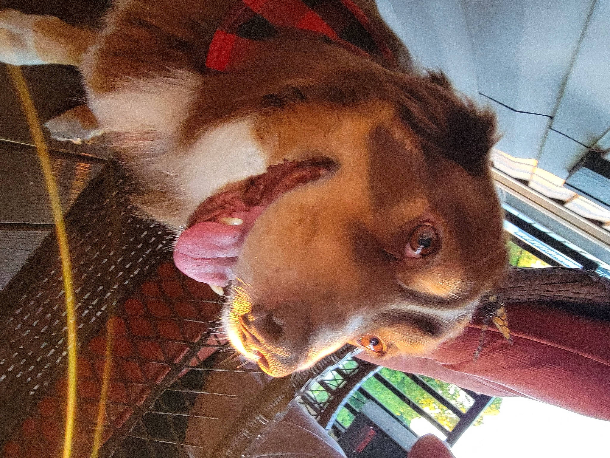 Finnigan joined the competition — help win amazing prizes! carnivore, collar, companion_dog, dog_breed, ear, eyelash, fawn, felidae, fur, horse, liver, mare, pack_animal, pet_supply, plant, snout, sorrel, tail, whiskers, working_animal