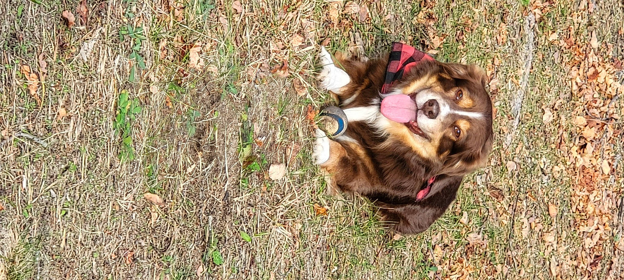 Finnigan is registered to the contest to win money with this photo: canidae, carnivore, collar, companion_dog, dog, dog_breed, eyewear, fawn, felidae, fur, grass, leash, liver, plant, small_to_medium_sized_cats, soil, sporting_group, terrestrial_animal, whiskers, working_animal