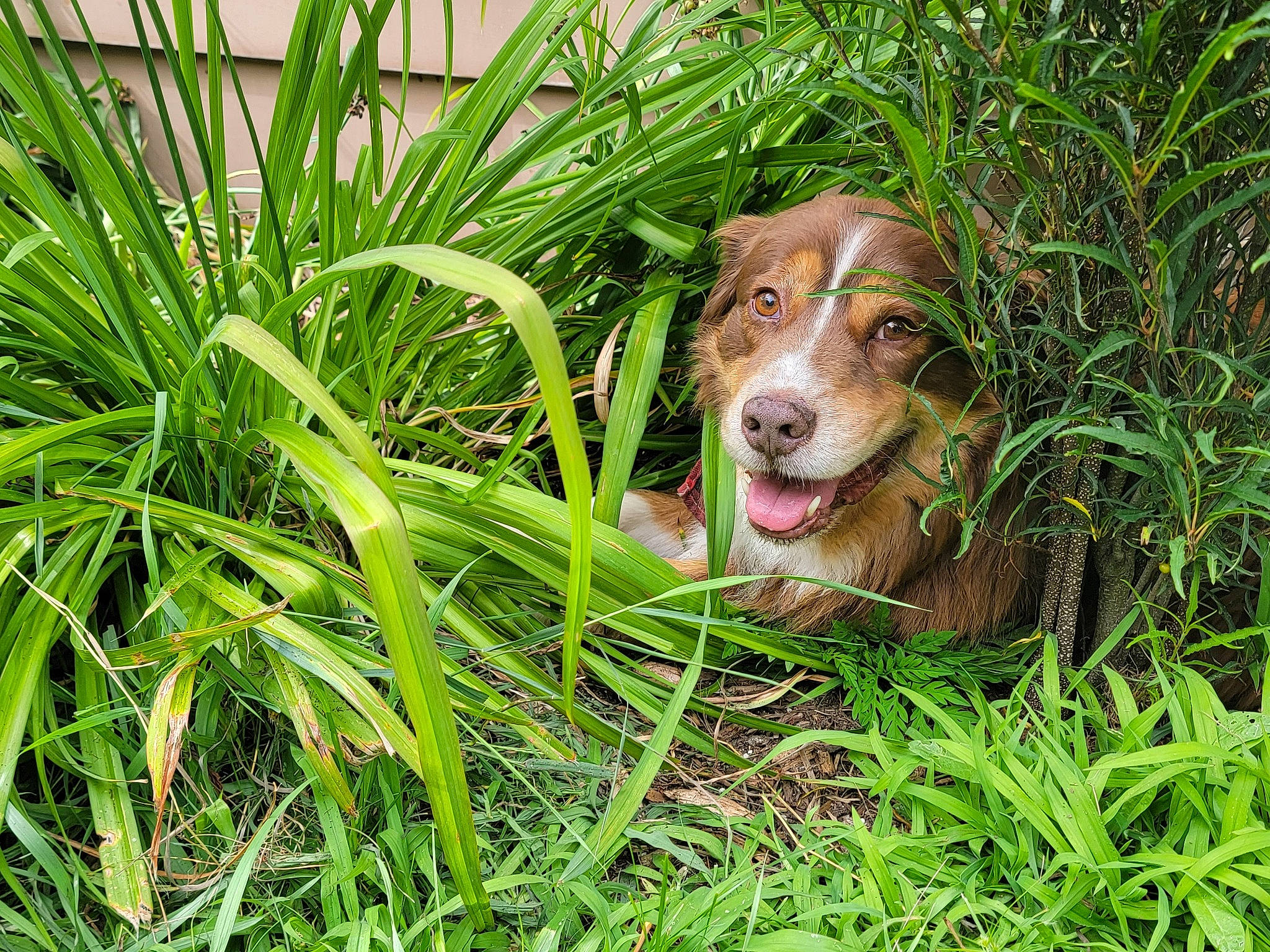 Finnigan joined the competition — help win amazing prizes! canidae, carnivore, companion_dog, dog, dog_breed, fawn, grass, groundcover, gun_dog, herb, hierochloe, hunting_dog, liver, people_in_nature, plant, sedge_family, sporting_group, terrestrial_animal, terrestrial_plant, working_animal