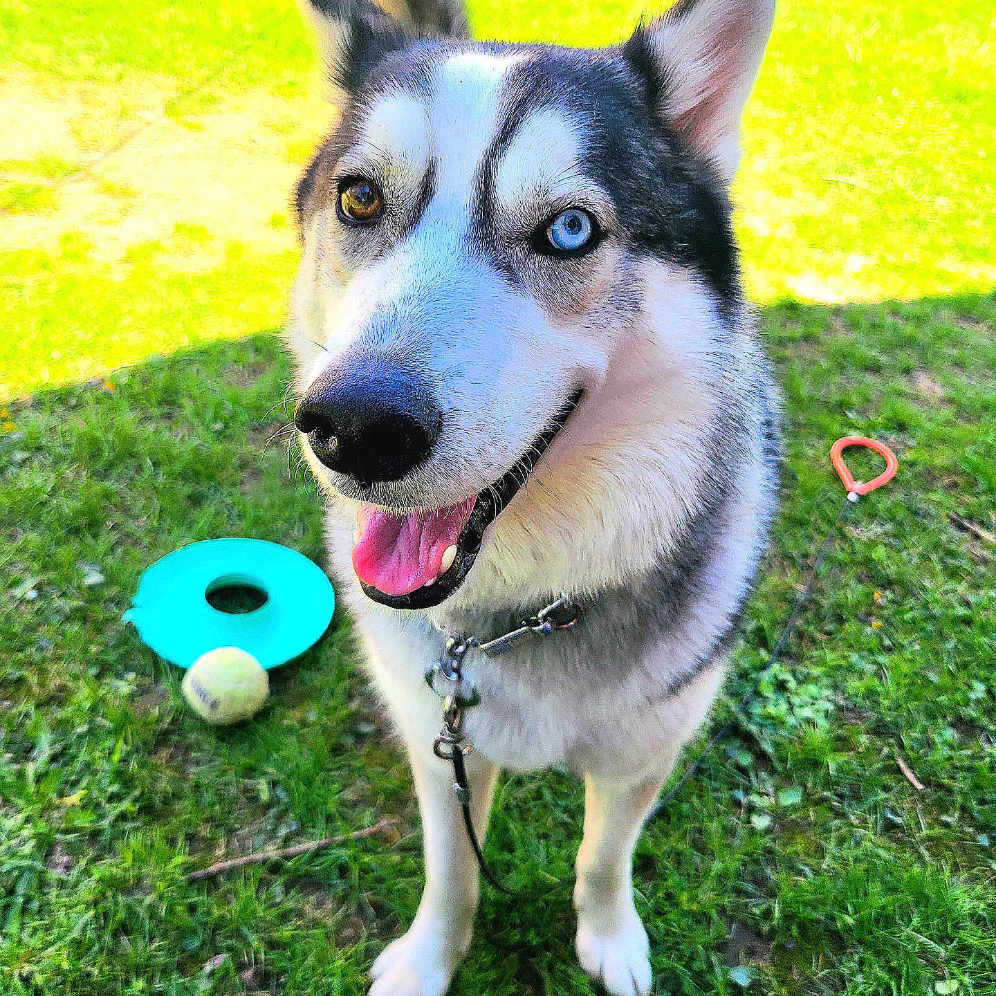 Sonny is registered to the contest to win money with this photo: accessories, animal, backyard, ball, canine, dog, eskimodog, grass, husky, lawn, leash, nature, outdoors, pet, plant, puppy, sport, strap, tennis, tennisball