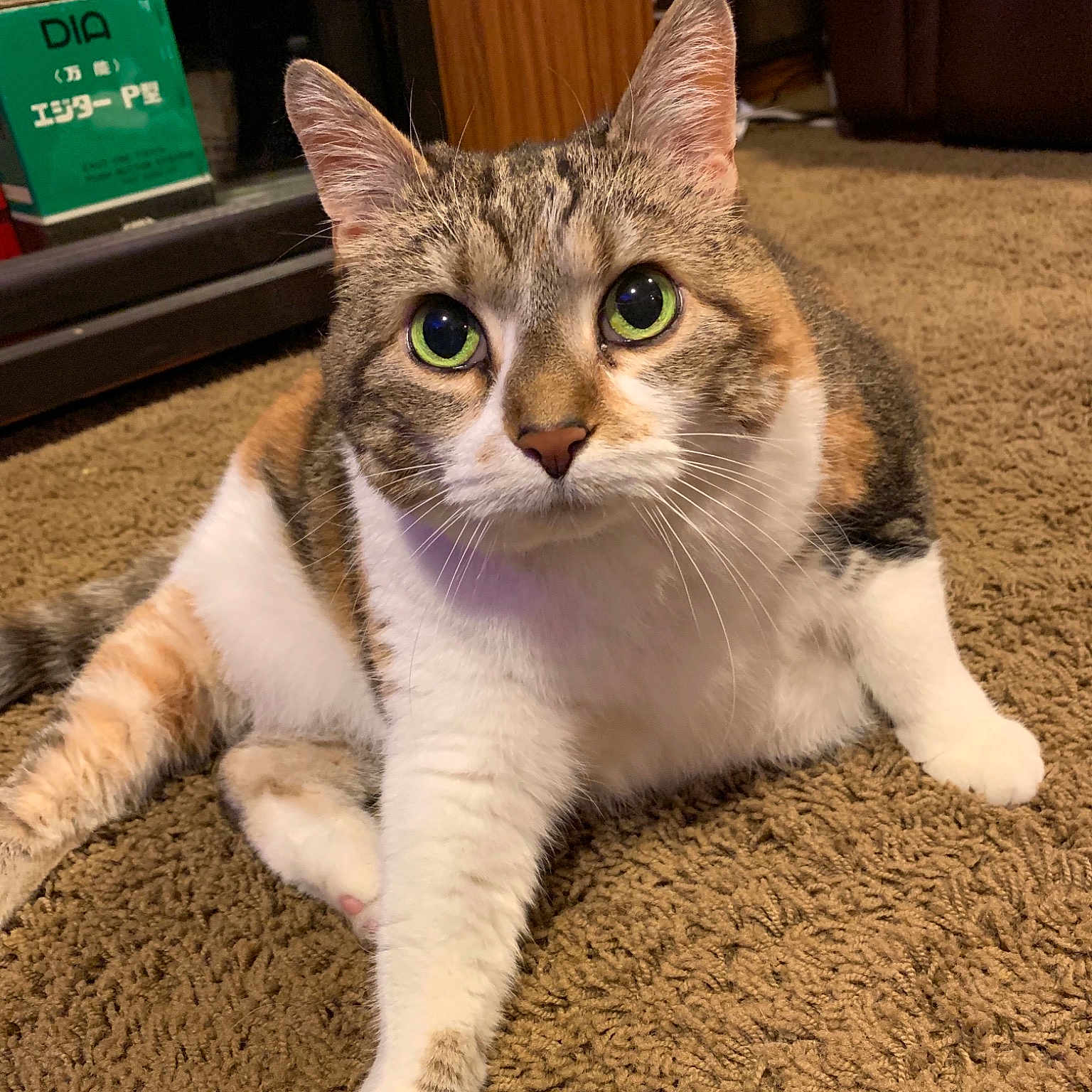 Kitty