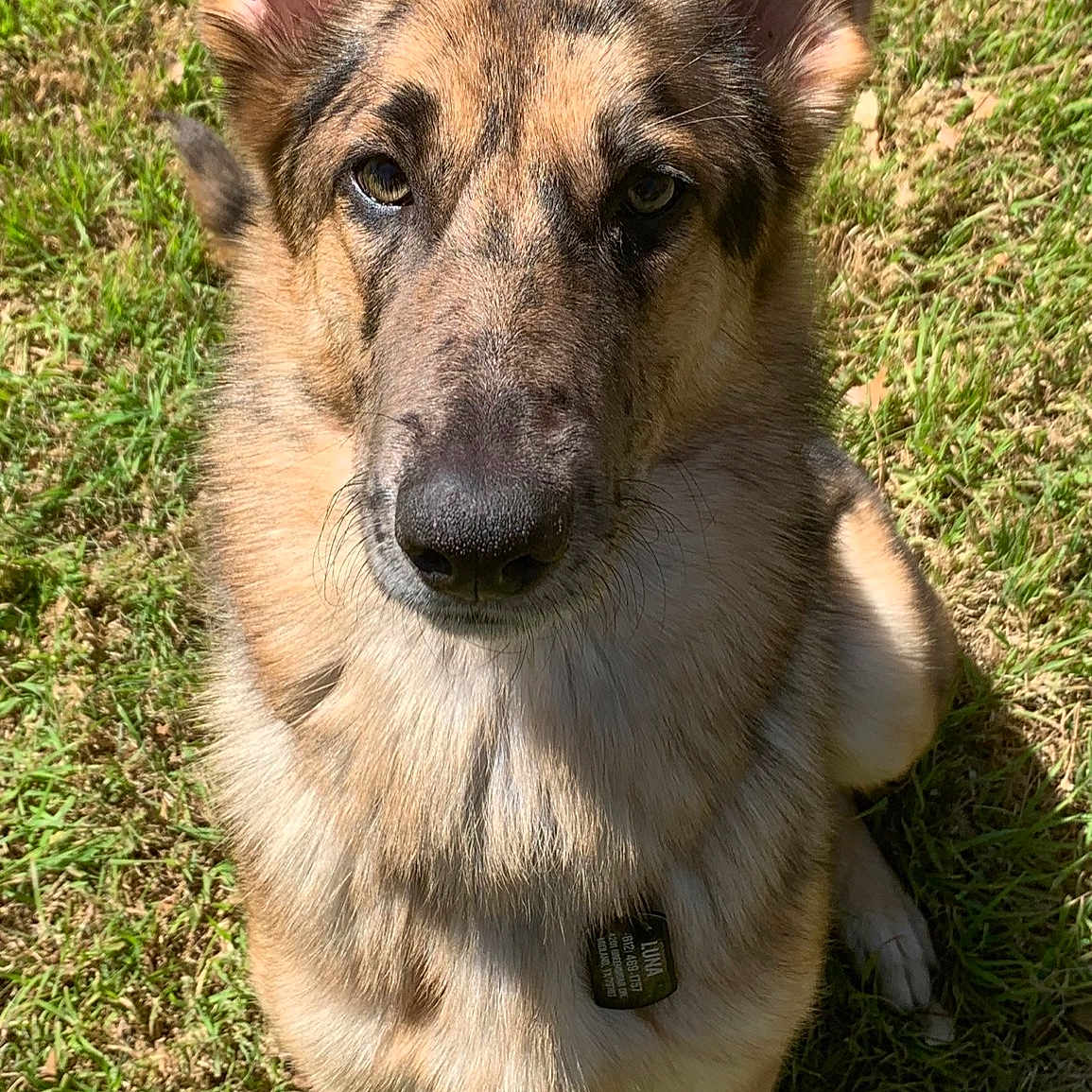 Luna Isabelle Griham joined the competition — help win amazing prizes! belgian_shepherd_malinois, canidae, carnivore, czechoslovakian_wolfdog, dog, dog_breed, east_european_shepherd, fawn, german_shepherd_dog, king_shepherd, kunming_wolfdog, mammal, norwegian_elkhound, old_german_shepherd_dog, rare_breed_dog, shiloh_shepherd_dog, snout, vertebrate