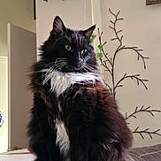 Das Boots is registered to the contest to win money with this photo: animal, black_cat, cat, closeup, couch, decor, domestic, feline, fluffy, furniture, houseplant, indoor, pet, plant, portrait, relaxing, sitting, wall_art, whiskers, white_fur