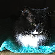 Mr Mittens is registered to the contest to win money with this photo: animal, black_and_white, cat, close_up, cute, dark_background, domestic_cat, feline, fluffy, fur, green_eyes, indoor, long_hair, pet, portrait, relaxed, resting, soft_light, towel, whiskers