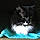 Mr Mittens