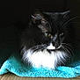 animal, black_and_white, cat, close_up, cute, dark_background, domestic_cat, feline, fluffy, fur, green_eyes, indoor, long_hair, pet, portrait, relaxed, resting, soft_light, towel, whiskers