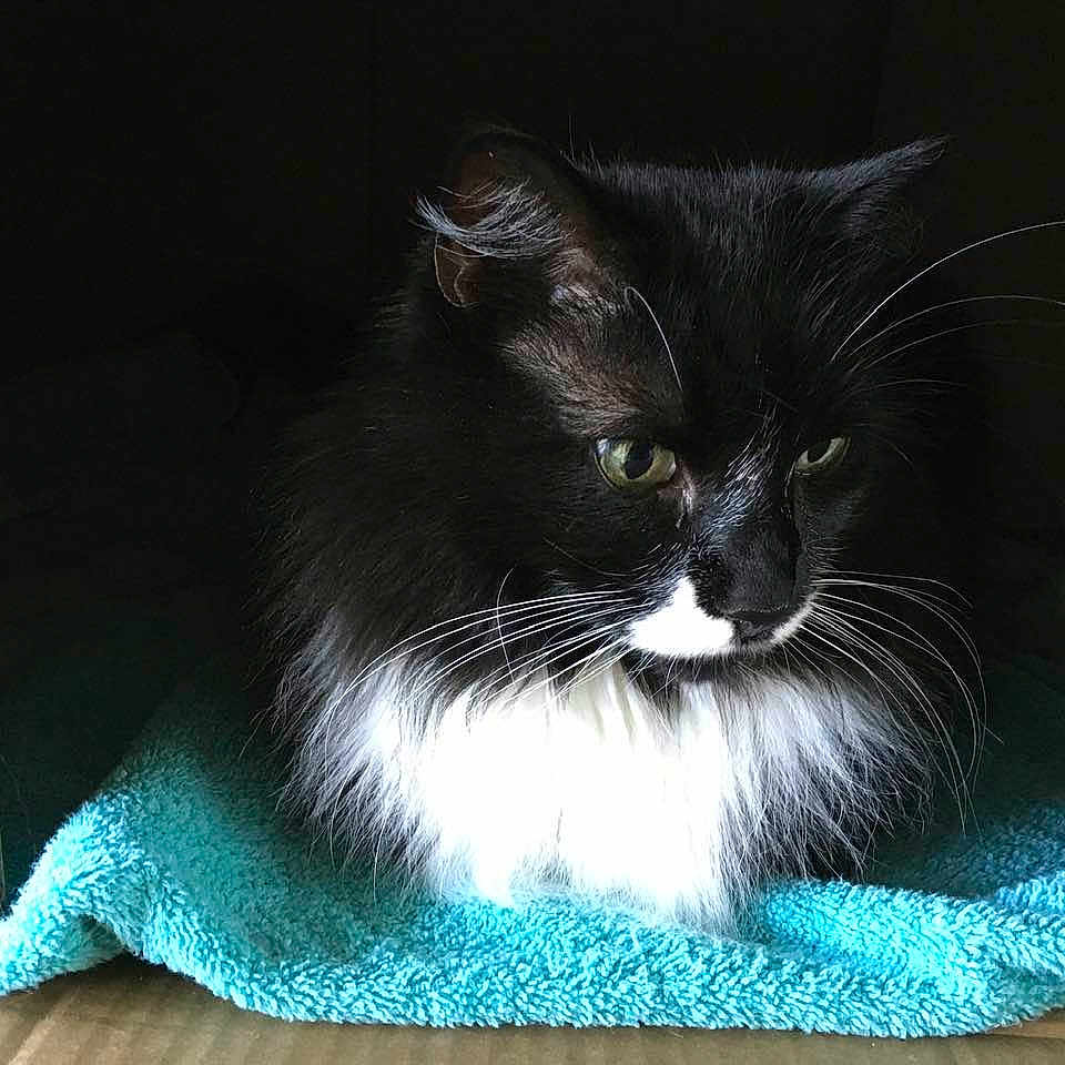 Mr Mittens