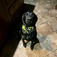 Molly is registered to the contest to win money with this photo: dog, black_dog, pet, indoor, floor, tile_floor, collar, yellow_collar, kitchen, cabinet, sunlight, shadow, sitting, looking_up, animal, mammal, domestic_animal, companion, cute, alert