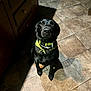 dog, black_dog, pet, indoor, floor, tile_floor, collar, yellow_collar, kitchen, cabinet, sunlight, shadow, sitting, looking_up, animal, mammal, domestic_animal, companion, cute, alert
