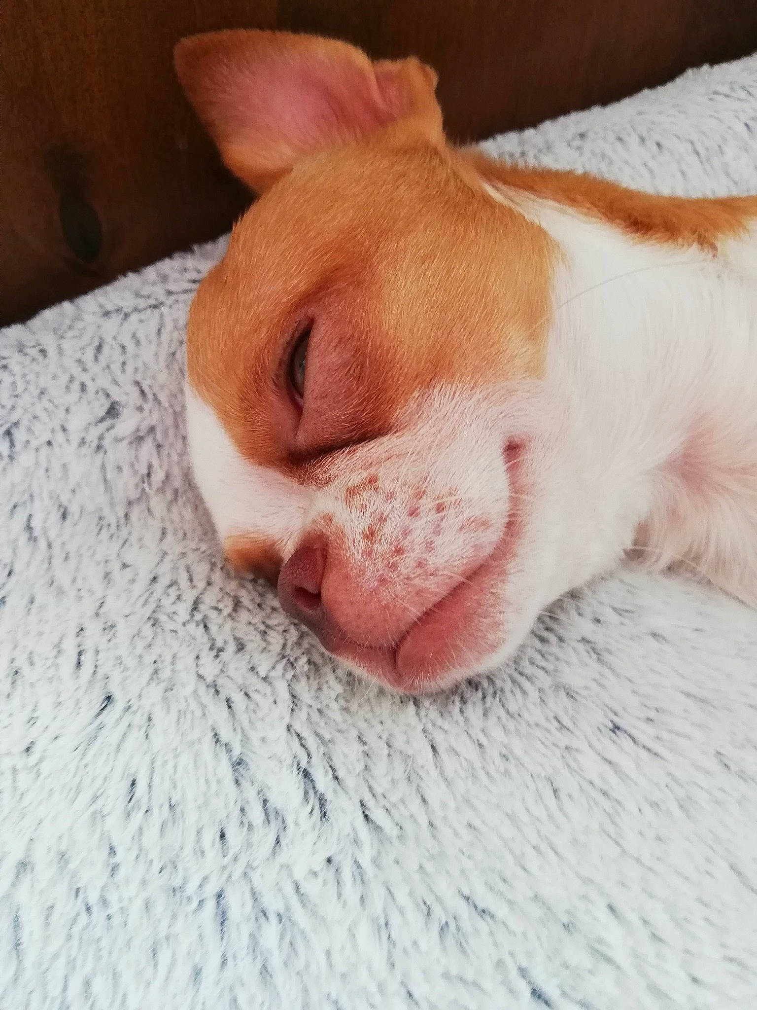 Rocket a rejoint le concours — aidez-le/la à gagner de superbes lots ! canidae, carnivore, comfort, companion_dog, dog, dog_breed, ear, fawn, felidae, fur, human_leg, linens, paw, small_to_medium_sized_cats, snout, sporting_group, tail, terrestrial_animal, whiskers, wrinkle