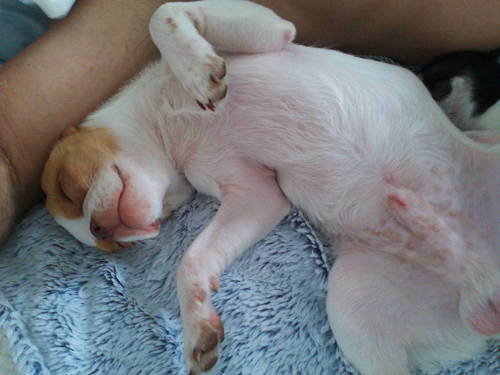 Rocket participe au concours pour gagner de l'argent avec cette photo : claw, comfort, companion_dog, dog_breed, domestic_pig, fawn, felidae, foot, fur, gesture, human_leg, livestock, nail, paw, snout, suidae, tail, terrestrial_animal, toe, whiskers