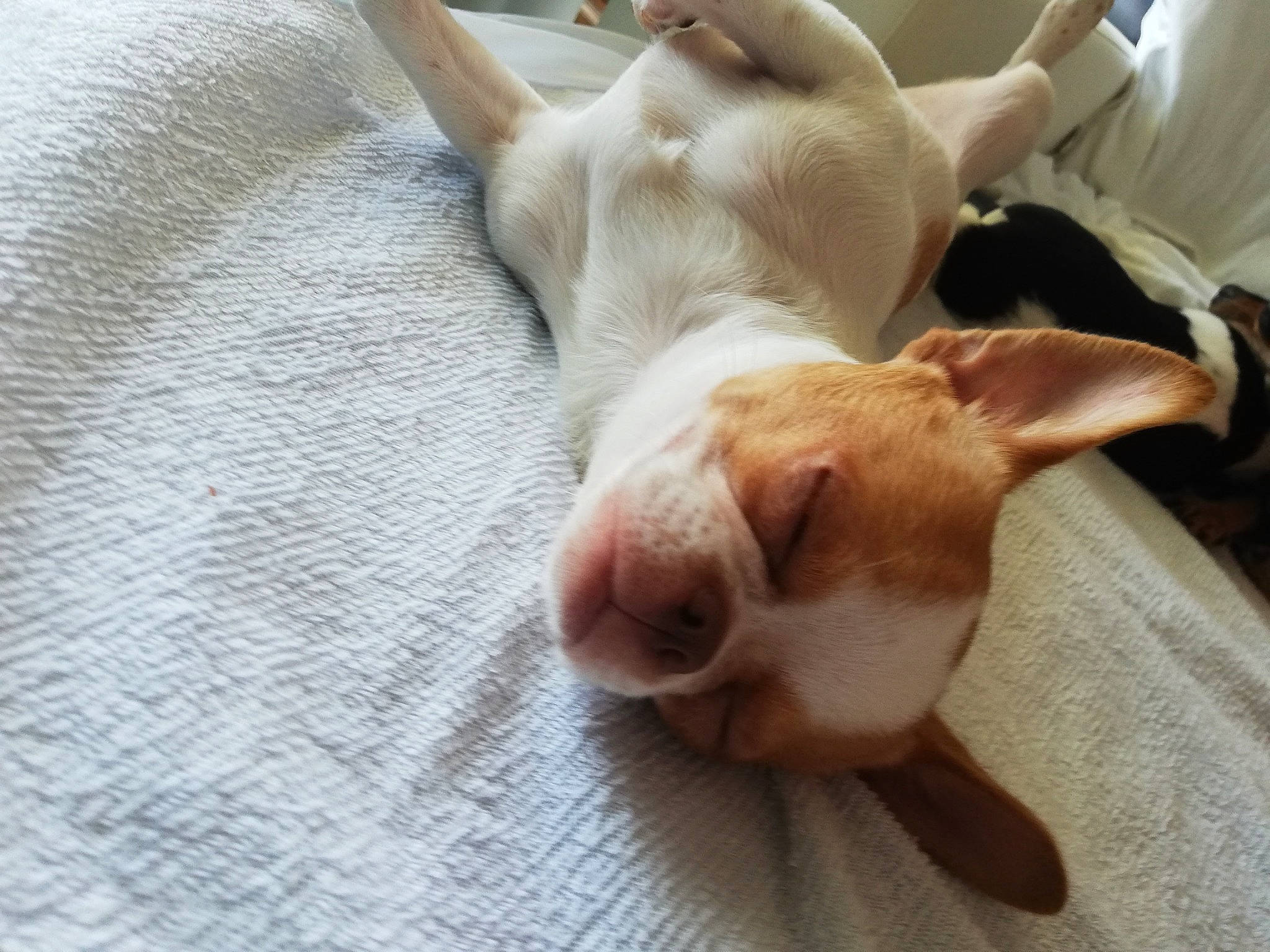 Rocket participe au concours pour gagner de l'argent avec cette photo : canidae, carnivore, comfort, companion_dog, dog, dog_breed, ear, fawn, felidae, fur, nap, paw, snout, sporting_group, suidae, tail, terrestrial_animal, whiskers, working_animal, wrinkle