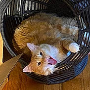 Mango joined the competition — help win amazing prizes! cat, orange_cat, white_cat, wicker_basket, indoor, wooden_floor, cardboard_box, pet, feline, animal, cute, resting, yawning, mouth_open, fur, domestic_cat, cozy, relaxed, household, basket