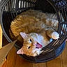 cat, orange_cat, white_cat, wicker_basket, indoor, wooden_floor, cardboard_box, pet, feline, animal, cute, resting, yawning, mouth_open, fur, domestic_cat, cozy, relaxed, household, basket