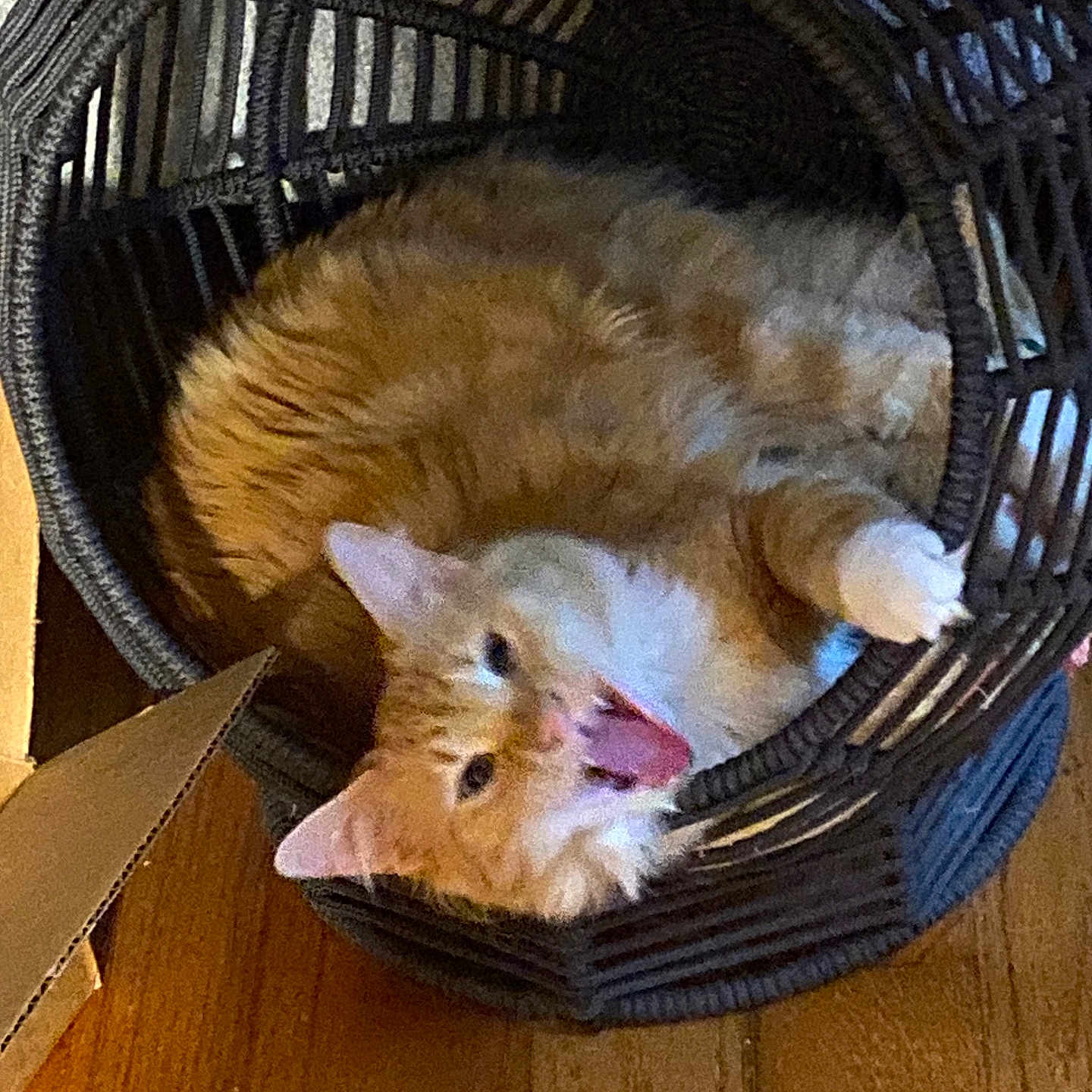Mango joined the competition — help win amazing prizes! cat, orange_cat, white_cat, wicker_basket, indoor, wooden_floor, cardboard_box, pet, feline, animal, cute, resting, yawning, mouth_open, fur, domestic_cat, cozy, relaxed, household, basket