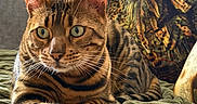 Hector participe au concours pour gagner de l'argent avec cette photo : cat, bengal_cat, pet, animal, feline, striped, spotted, lying_down, blanket, cushion, sofa, indoor, domestic, whiskers, ears, eyes, paws, resting, close_up, cozy