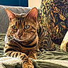 cat, bengal_cat, pet, animal, feline, striped, spotted, lying_down, blanket, cushion, sofa, indoor, domestic, whiskers, ears, eyes, paws, resting, close_up, cozy
