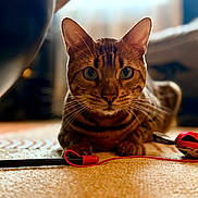 Hector a rejoint le concours — aidez-le/la à gagner de superbes lots ! cat, bengal_cat, pet, indoor, carpet, toy, animal, feline, whiskers, ears, eyes, closeup, focus, curious, laying, domestic_cat, blurred_background, floor, playful, house