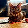 cat, bengal_cat, pet, indoor, carpet, toy, animal, feline, whiskers, ears, eyes, closeup, focus, curious, laying, domestic_cat, blurred_background, floor, playful, house