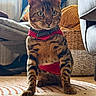 Hector participe au concours pour gagner de l'argent avec cette photo : cat, bengal_cat, pet, indoor, harness, sitting, feline, striped, fur, whiskers, green_eyes, rug, chair, basket, window, natural_light, home, cozy, floor, curtains