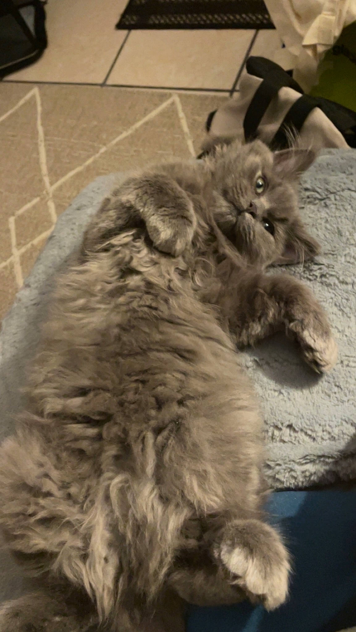 Tao participe au concours pour gagner de l'argent avec cette photo : british_longhair, canidae, carnivore, cat, claw, dog_breed, domestic_short_haired_cat, felidae, flooring, fur, grey, monochrome, paw, small_to_medium_sized_cats, snout, tail, terrestrial_animal, whiskers, wood